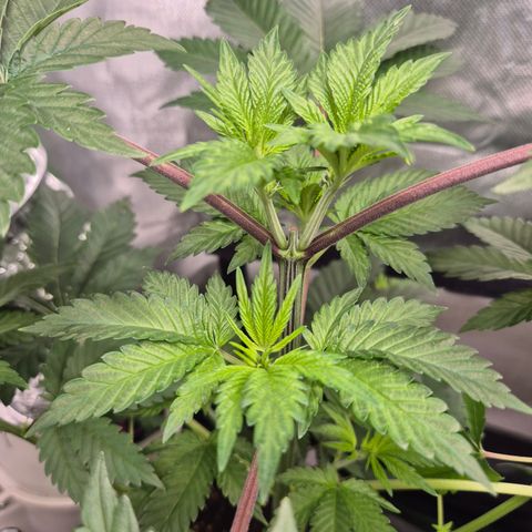 Moby Dick 1 growlog timeline photo