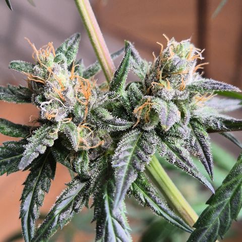 🌅Sherbi photo, blue sunset sherbert, Barneys farm  growlog timeline photo