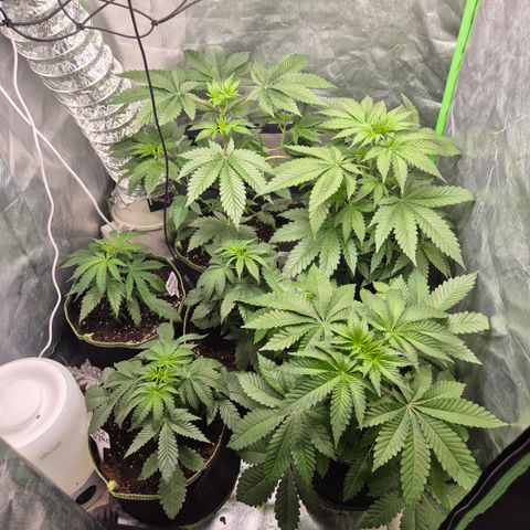 Moby 🍆  growlog timeline photo