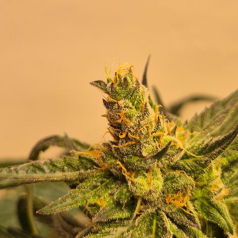 🌅Sherbi photo, blue sunset sherbert, Barneys farm  growlog timeline photo