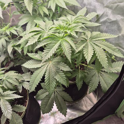 Moby 🍆  growlog timeline photo