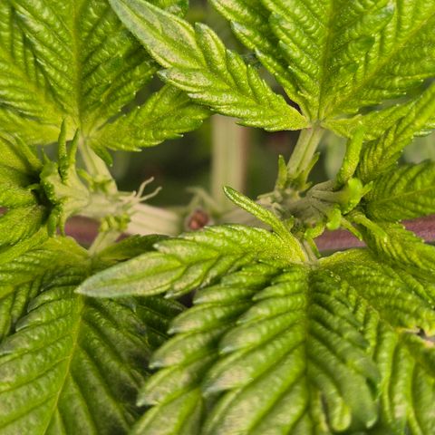 Moby Dick 1 growlog photo: Erste calyxen