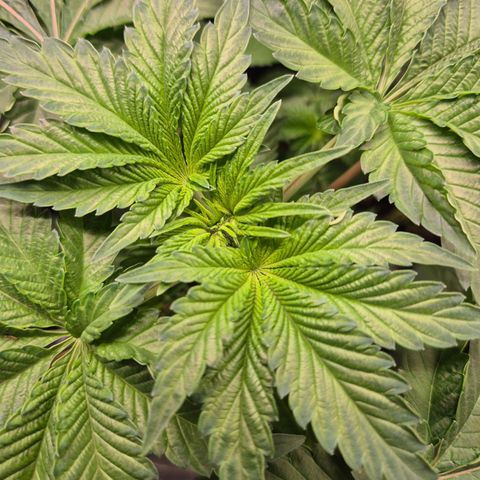 Moby 🍆  growlog timeline photo