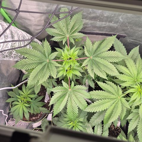 Moby Dick 1 growlog timeline photo
