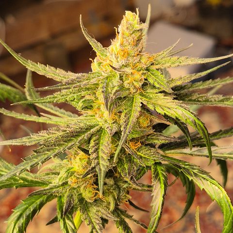 🌅Sherbi photo, blue sunset sherbert, Barneys farm  growlog timeline photo