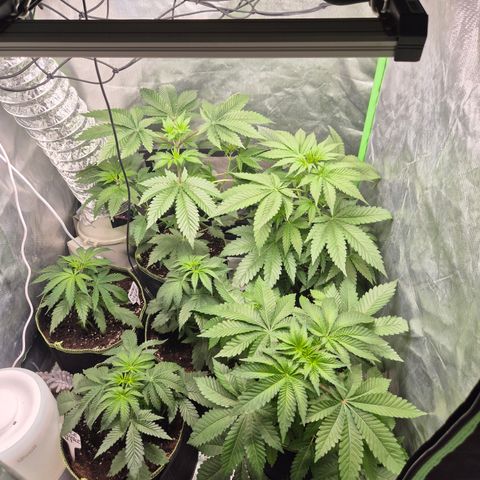 Black Domina 💃 growlog timeline photo