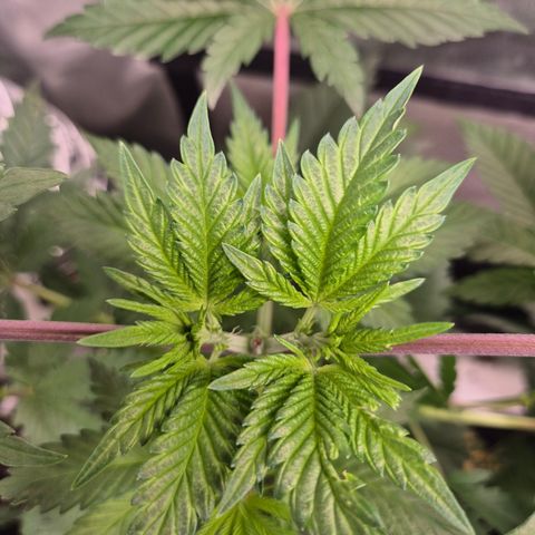Moby Dick 1 growlog timeline photo