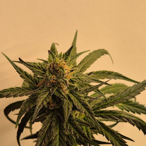 🌅Sherbi photo, blue sunset sherbert, Barneys farm  growlog timeline photo