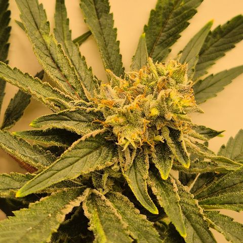 Mimosa evo Photo ♥️ Barney's Farm  growlog timeline photo