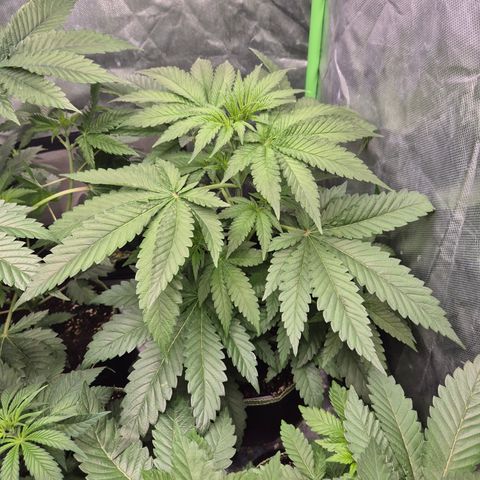 Black Domina 💃 growlog timeline photo