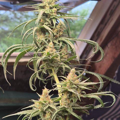 🌅Sherbi photo, blue sunset sherbert, Barneys farm  growlog timeline photo