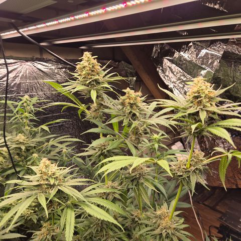 Mimosa evo Photo ♥️ Barney's Farm  growlog timeline photo