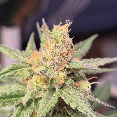 🌅Sherbi photo, blue sunset sherbert, Barneys farm  growlog timeline photo