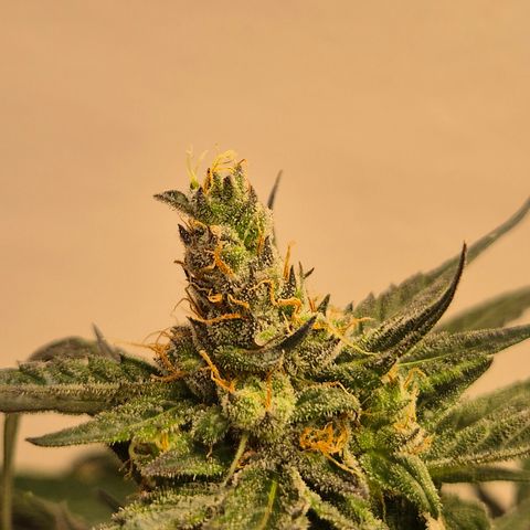 🌅Sherbi photo, blue sunset sherbert, Barneys farm  growlog timeline photo