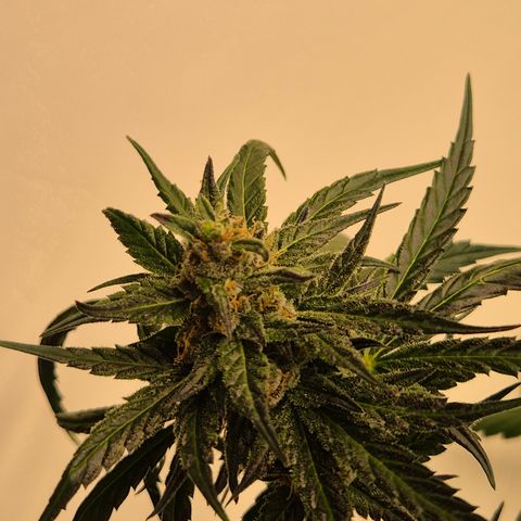🌅Sherbi photo, blue sunset sherbert, Barneys farm  growlog timeline photo
