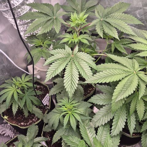 Moby Dick 1 growlog timeline photo