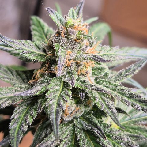 🌅Sherbi photo, blue sunset sherbert, Barneys farm  growlog timeline photo