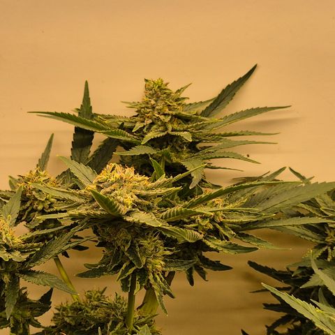 Mimosa evo Photo ♥️ Barney's Farm  growlog timeline photo