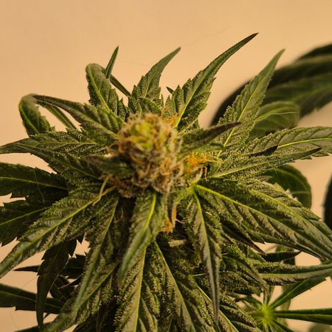 🌅Sherbi photo, blue sunset sherbert, Barneys farm  growlog timeline photo