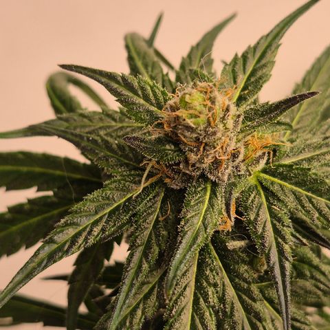 🌅Sherbi photo, blue sunset sherbert, Barneys farm  growlog timeline photo