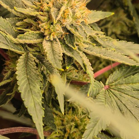 Mimosa evo Photo ♥️ Barney's Farm  growlog timeline photo