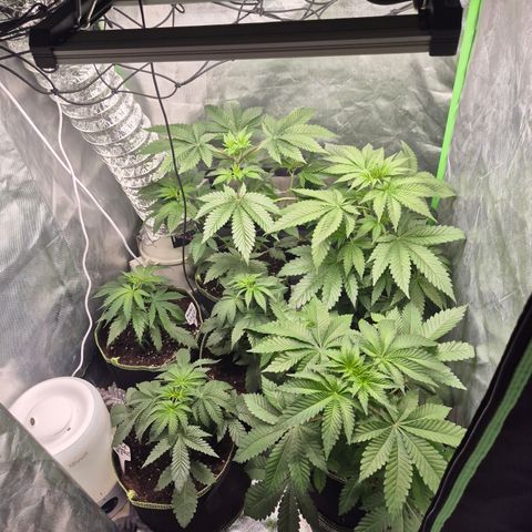 Moby Dick 1 growlog timeline photo