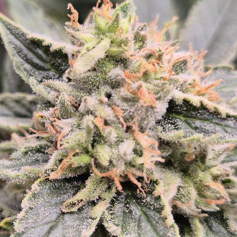 Mimosa evo Photo ♥️ Barney's Farm  growlog timeline photo