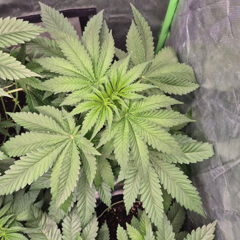 Black Domina 💃 growlog timeline photo