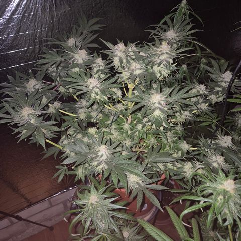 Mimosa evo Photo ♥️ Barney's Farm  growlog timeline photo