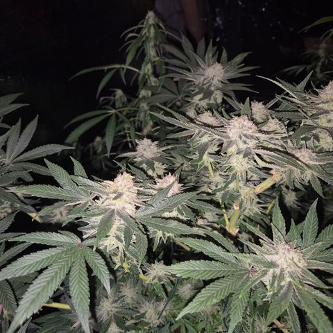Mimosa evo Photo ♥️ Barney's Farm  growlog timeline photo