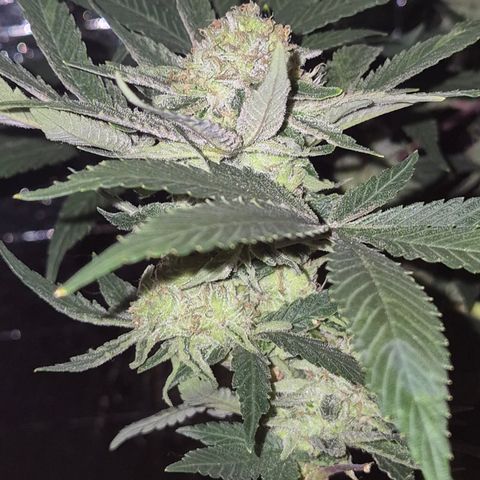 Mimosa evo Photo ♥️ Barney's Farm  growlog timeline photo