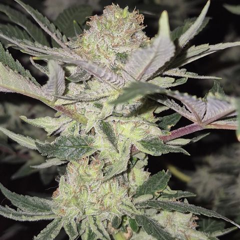 Mimosa evo Photo ♥️ Barney's Farm  growlog timeline photo