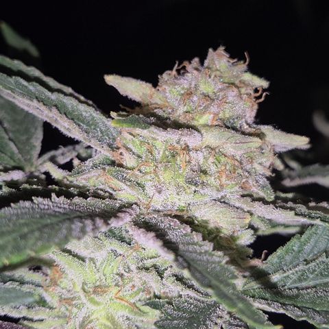 Mimosa evo Photo ♥️ Barney's Farm  growlog timeline photo