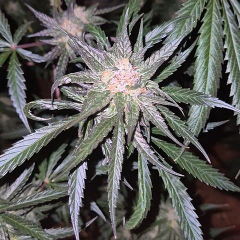 🌅Sherbi photo, blue sunset sherbert, Barneys farm  growlog timeline photo