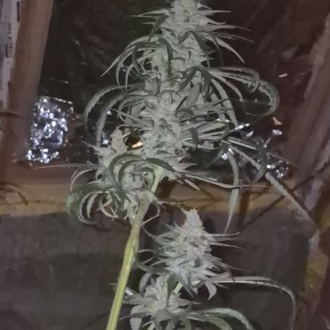 🌅Sherbi photo, blue sunset sherbert, Barneys farm  growlog timeline photo