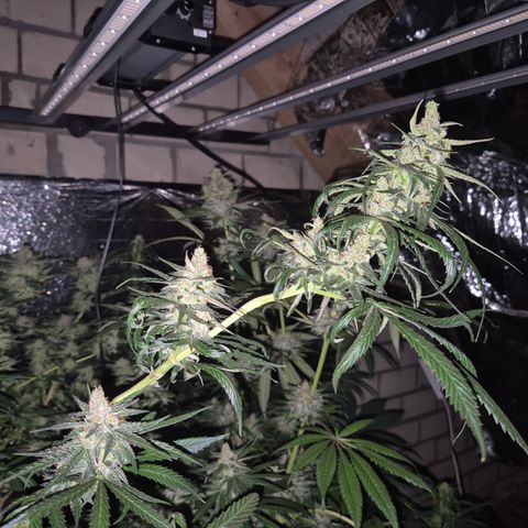 🌅Sherbi photo, blue sunset sherbert, Barneys farm  growlog timeline photo