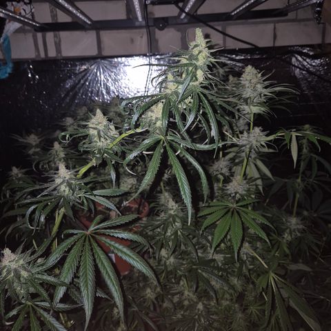 🌅Sherbi photo, blue sunset sherbert, Barneys farm  growlog timeline photo