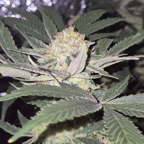 Mimosa evo Photo ♥️ Barney's Farm  growlog timeline photo