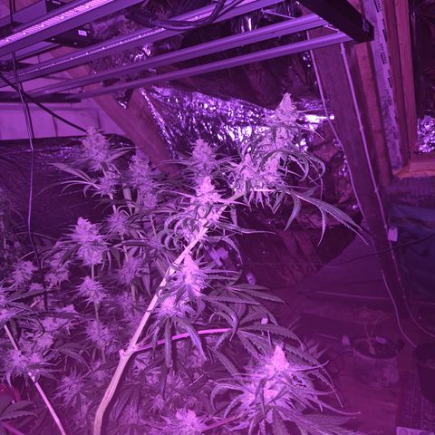 🌅Sherbi photo, blue sunset sherbert, Barneys farm  growlog timeline photo