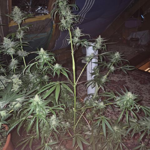 🌅Sherbi photo, blue sunset sherbert, Barneys farm  growlog timeline photo