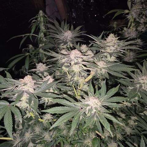 Mimosa evo Photo ♥️ Barney's Farm  growlog timeline photo