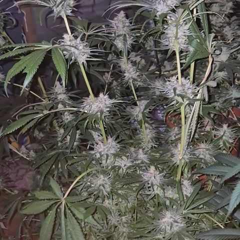 🍍Anna  #1 amnesia lemon  growlog timeline photo