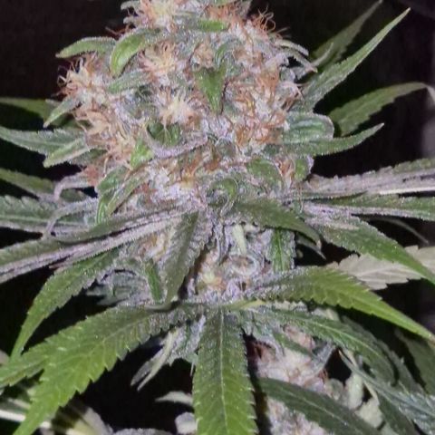 🍍Anna  #1 amnesia lemon  growlog timeline photo