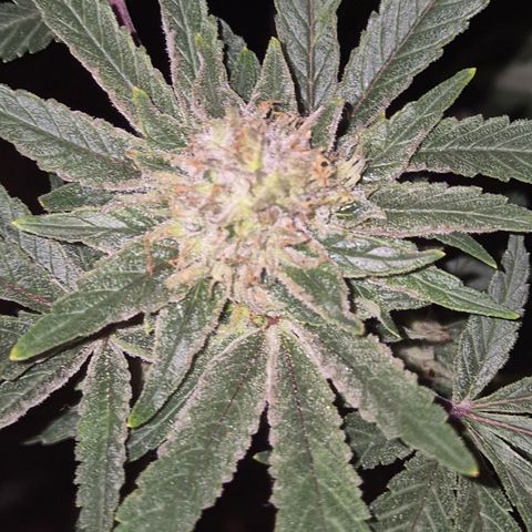 Mimosa evo Photo ♥️ Barney's Farm  growlog timeline photo