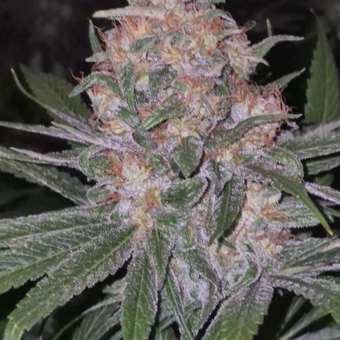 🍍Anna  #1 amnesia lemon  growlog timeline photo