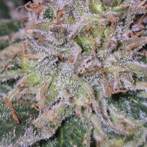 🍍Anna  #1 amnesia lemon  growlog timeline photo