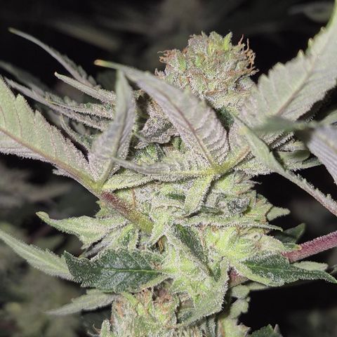Mimosa evo Photo ♥️ Barney's Farm  growlog timeline photo