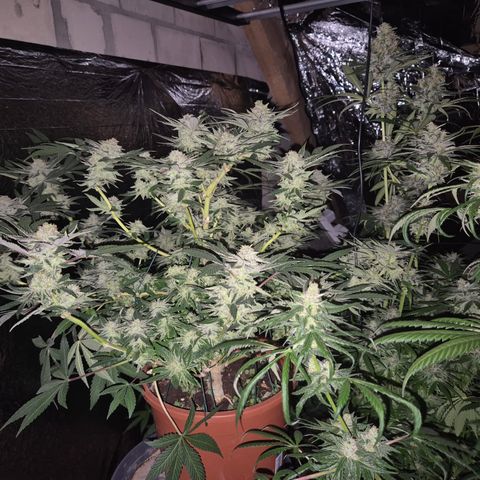 Mimosa evo Photo ♥️ Barney's Farm  growlog timeline photo