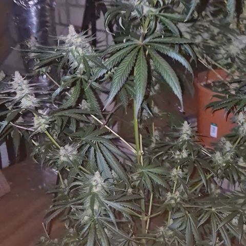🌅Sherbi photo, blue sunset sherbert, Barneys farm  growlog timeline photo