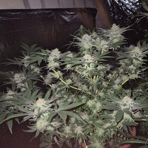 Mimosa evo Photo ♥️ Barney's Farm  growlog timeline photo